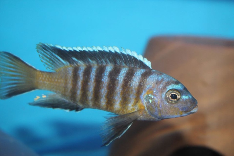 Maylandia nigrodorsalis 'Nkolongwe'